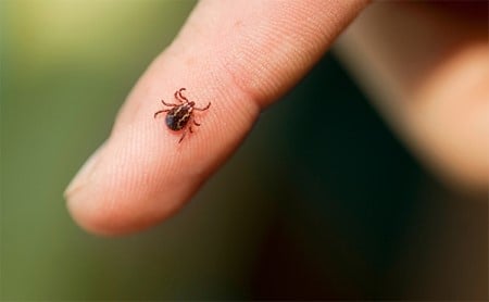 Close-up of an American dog (or wood) tick on a finger