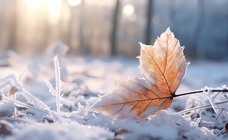 A fallen autumn leaf rests on the icy ground