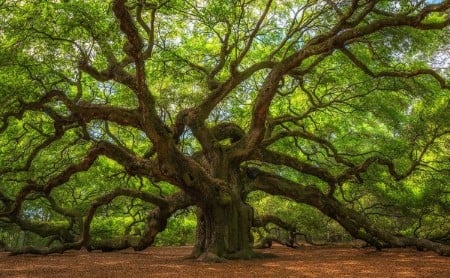 angel-oak-tree-panorama.jpg