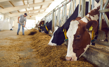 Cattle eat in an indoor barn as a farmer provides them with feed