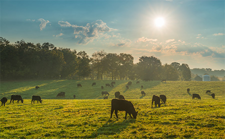 Cattle grazing in a pasture