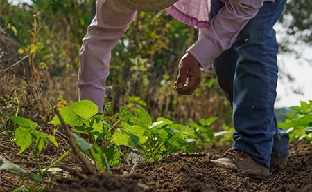 Close-up of farmer planting vegetable seedlings