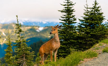 An alert deer standing amidst lush greenery with a backdrop of snow-capped mountains and tall pine trees.