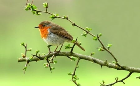European robin on a branch in spring