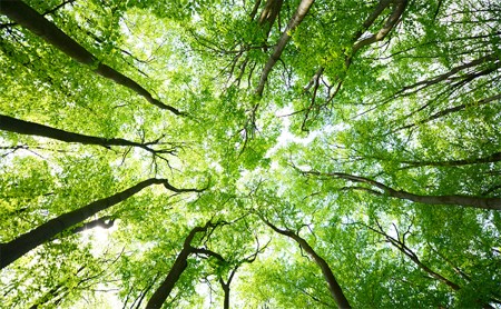 View of a deciduous forest canopy from the ground
