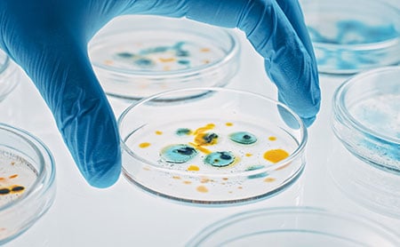 Gloved hand picking up a petri dish in a lab setting