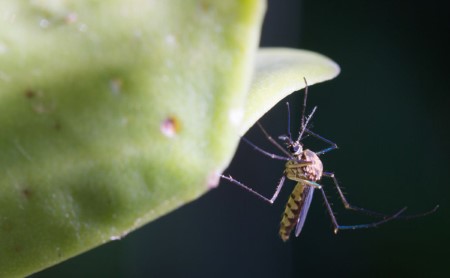 Mosquito on a bright green leaf