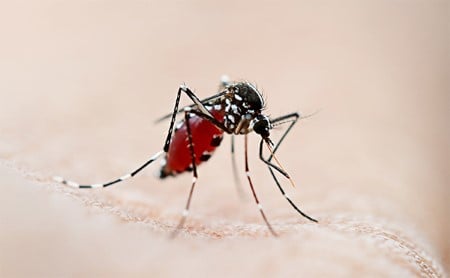 Close-up photo of a mosquito with a red sitting on a leather couch