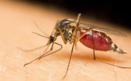 Closeup of a mosquito on someone's arm, blood appears to be visible in the mosquito's abdomen