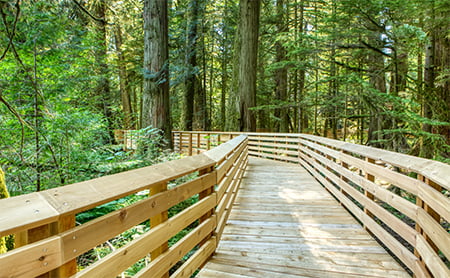 A raised, wooden trailway in the forest
