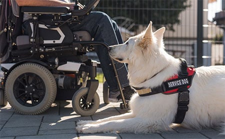 White service dog lying next to a person in a wheelchair outdoors.
