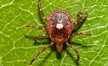 Closeup of a lone star tick on a green leaf