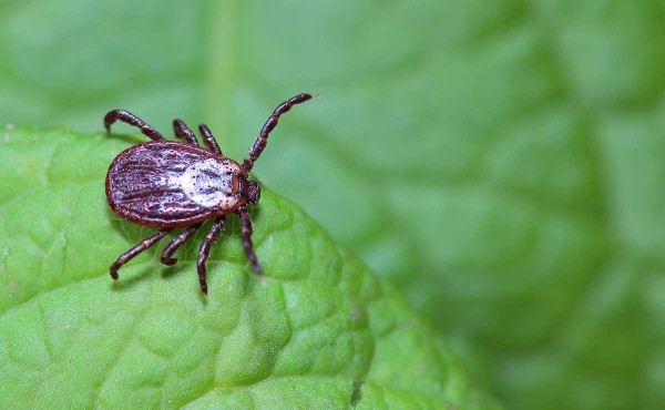 A tick resting on a leaf