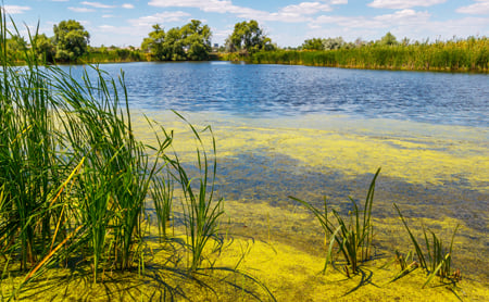 Wetlands water with algae growth