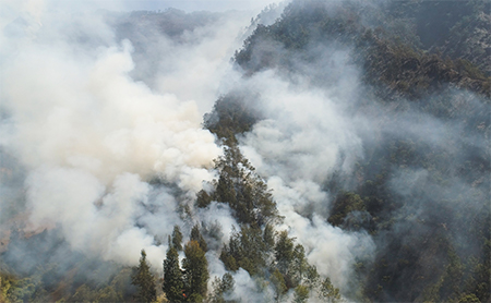 wildfire-smoke-trees-aerial-view.jpg