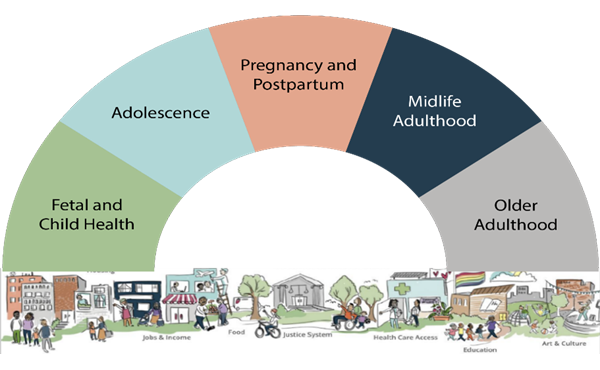 Arc divided into sections showing 5 different stages of life: Fetal and Child Health, Adolescence, Pregnancy and Postpartum, Midlife Adulthood, Older Adulthood
